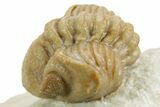 Enrolled Kainops Trilobite - Black Cat Mountain, Oklahoma #376951-1